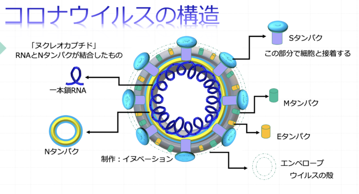 ウイルスの基礎知識動画3本（その１、ウイルス増殖、その２、ヒトのウイルスに対する免疫、その３、ウイルスＲＮＡ検出法）（2月24日作成）
